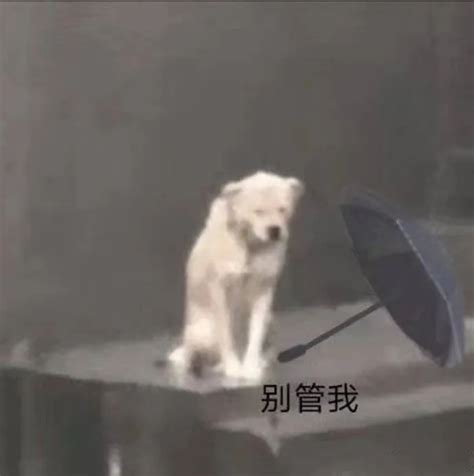 淋雨的狗